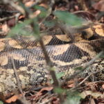 Madagascar Ground Boa