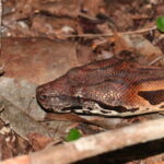 Madagascar Ground Boa