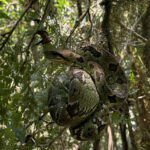 Madagascar Tree Boa