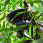 Madagascar Tree Boa