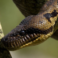 Madagascar Tree Boa