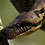 Madagascar Tree Boa