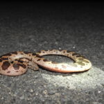 Rough-scaled Sand Boa