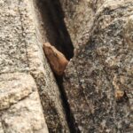 Rough-scaled Sand Boa