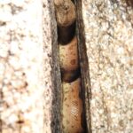 Rough-scaled Sand Boa