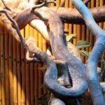 Cooks Tree Boa