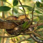 Cooks Tree Boa