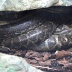 Cuban Boa