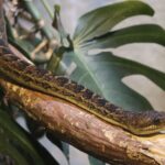 Cuban Boa