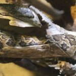 Cuban Boa