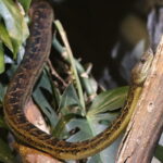 Cuban Boa