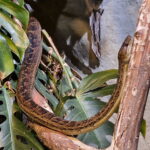 Cuban Boa
