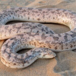 Desert Sand Boa