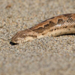 Desert Sand Boa