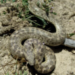 Desert Sand Boa