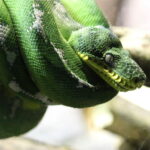 Emerald Tree Boa