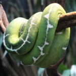 Emerald Tree Boa