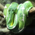 Emerald Tree Boa