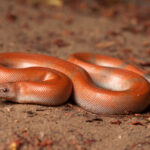 Red Sand Boa