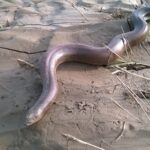 Red Sand Boa