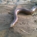 Red Sand Boa